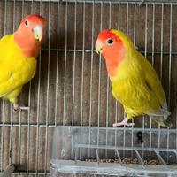 Coppia inseparabili roseicollis riproduttiva