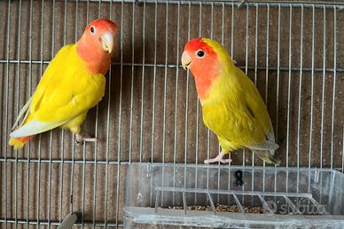 Coppia inseparabili roseicollis riproduttiva