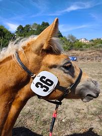 Puledra haflinger 
