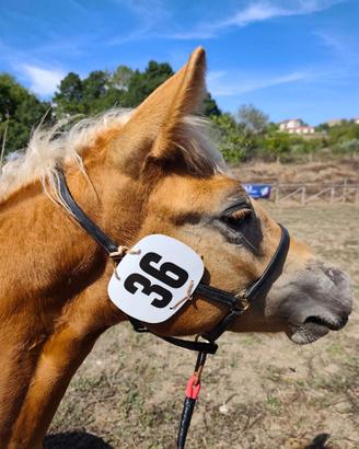 Puledra haflinger 
