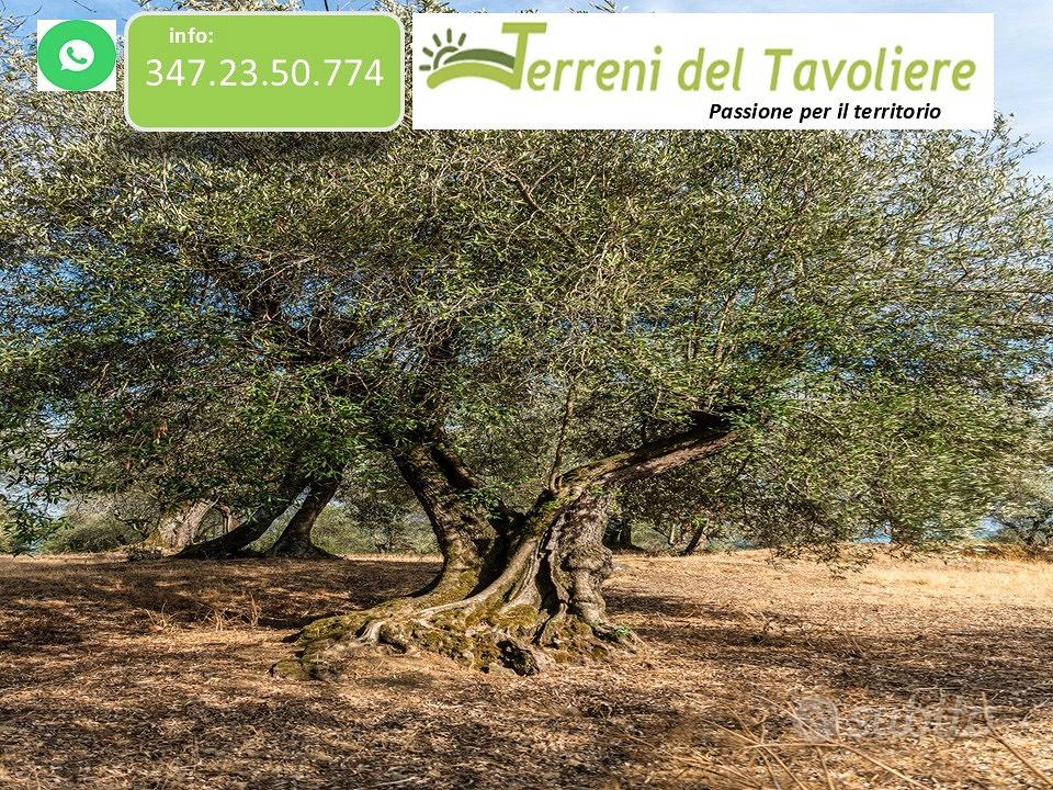 Uliveto di 2,5 Ettari San Severo - Vista 3