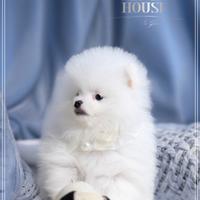 Spitz nano tedesco pomerania