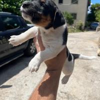 Cuccioli jack Russell
