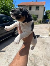 Cuccioli jack Russell
