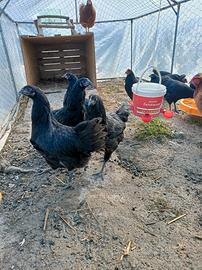 Coppie Australorp