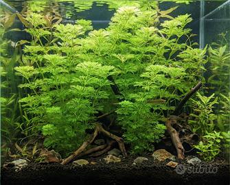 piantine di molte specie