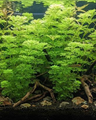 piantine di molte specie