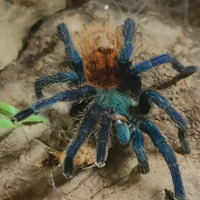 Tarantola chromatopelma cyaneopubescens