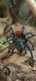 Tarantola chromatopelma cyaneopubescens