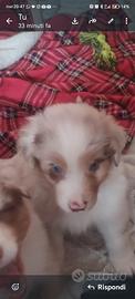 Cuccioli pastore australiano