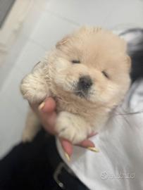 Chow.chow chanel