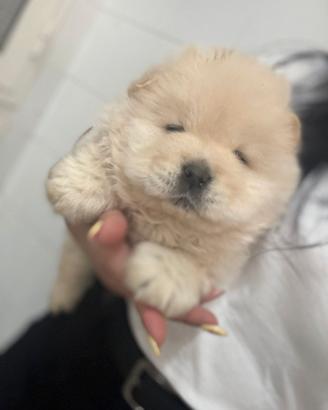 Chow.chow chanel