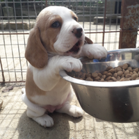 Cuccioli di beagle con pedegree