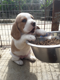 Cuccioli di beagle con pedegree