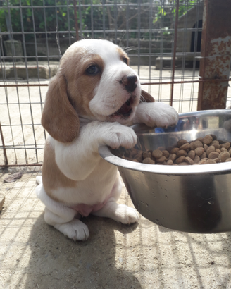 Cuccioli di beagle con pedegree