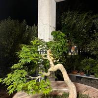 Bonsai acero esemplare