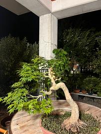 Bonsai acero esemplare