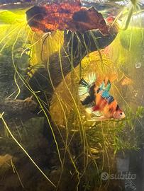 Betta Splendens Plakat Galaxy koi