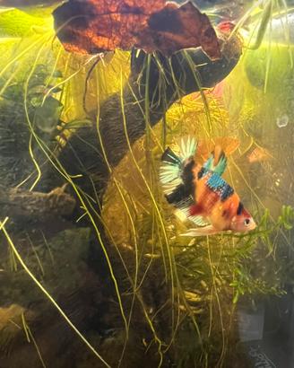 Betta Splendens Plakat Galaxy koi