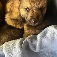 Cuccioli di Cane Lupo Cecoslovacco