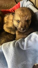 Cuccioli di Cane Lupo Cecoslovacco