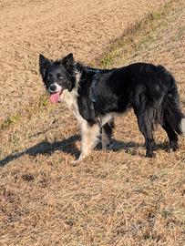 Monta Border collie
