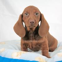 Cucciolo di Bassotto color cioccolato