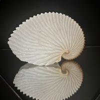 Conchiglia Argonauta