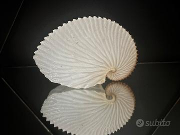 Conchiglia Argonauta