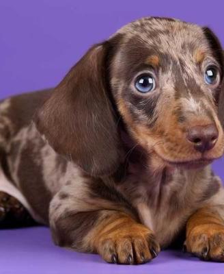 Bassotto Choco e Arlecchino Kaninchen