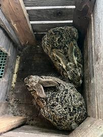 Coppia di lepri