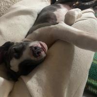 American Staffordshire Terrier