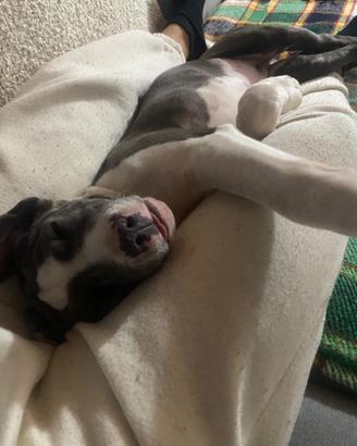 American Staffordshire Terrier