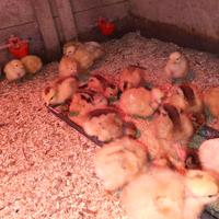 Pulcini piccoli Collo Nudo