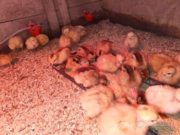 Pulcini piccoli Collo Nudo