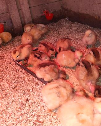 Pulcini piccoli Collo Nudo