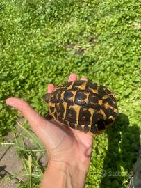 Cessione testudo hermanni hermanni pugliesi maschi