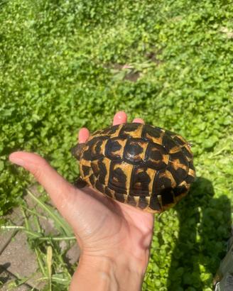 Cessione testudo hermanni hermanni pugliesi maschi