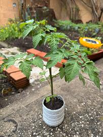Pomodoro gigante piantine x4