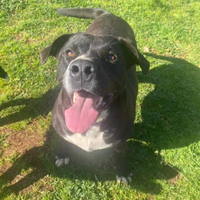 Cucciola in adozione