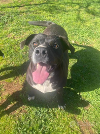 Cucciola in adozione