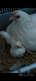 Gallina Ornamentale (Chioccia con pulcini )