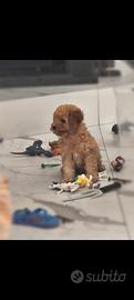 Barboncini mini Toy