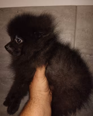 Spitz di razza pomerania mini toy