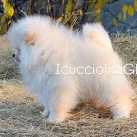 Meravigliosa spitz pomerania bianca