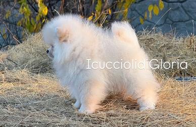 Meravigliosa spitz pomerania bianca