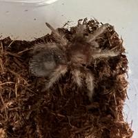 Tarantole di diverso tipo