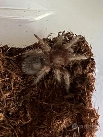 Tarantole di diverso tipo