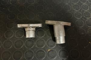 Collettria minarelli p6 p4