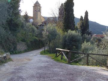 Terreno coltivato a ulivi Montemagno di Calci (PI)